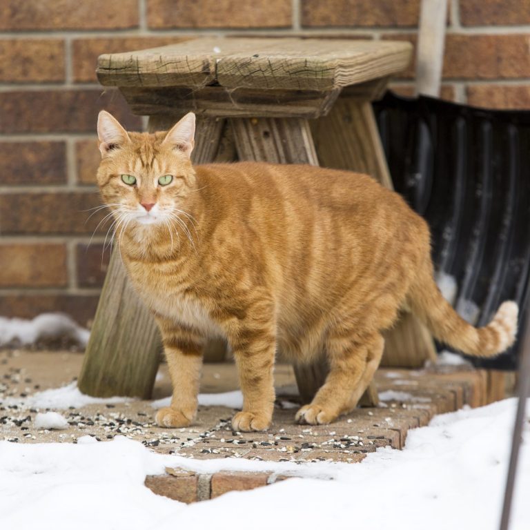 AlleyCatAllies-Snow-Cat-Photo-Credit-Jason-Putsche