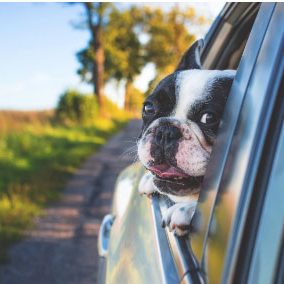 Boston-Terrier-in-Car
