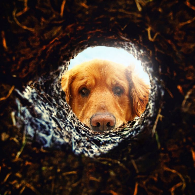 Golden-Retriever-Looking-for-a-Critter