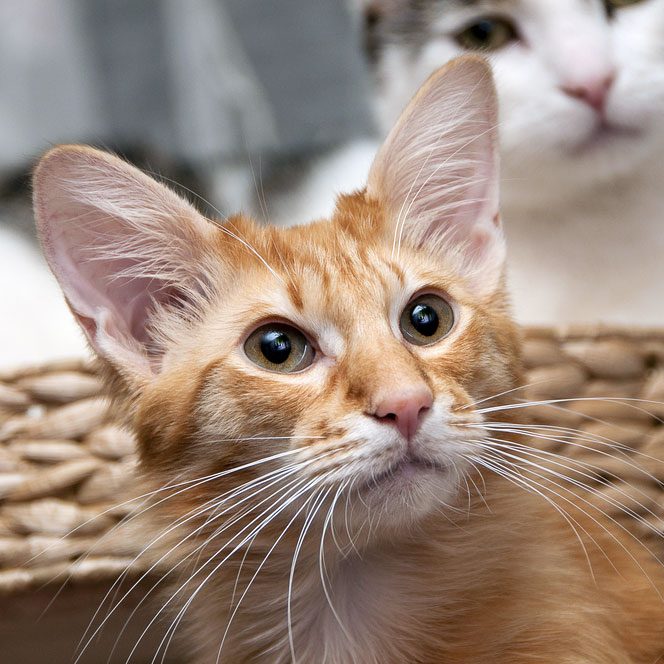 Javenese-Kitten