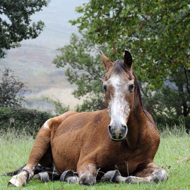 Older-Horse