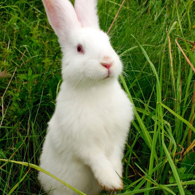 Rabbit-in-the-Grass