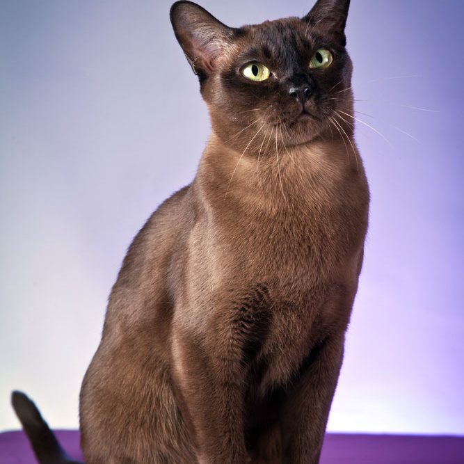 Tonkinese-Cat-Breed