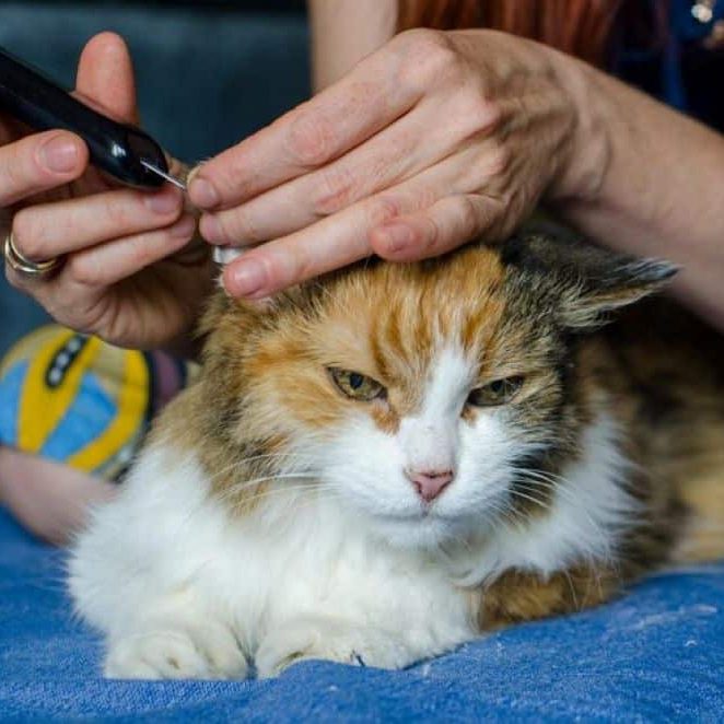 Cat Vet Exam