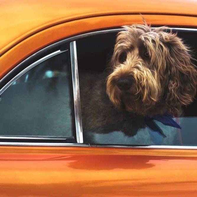 Dog in Car
