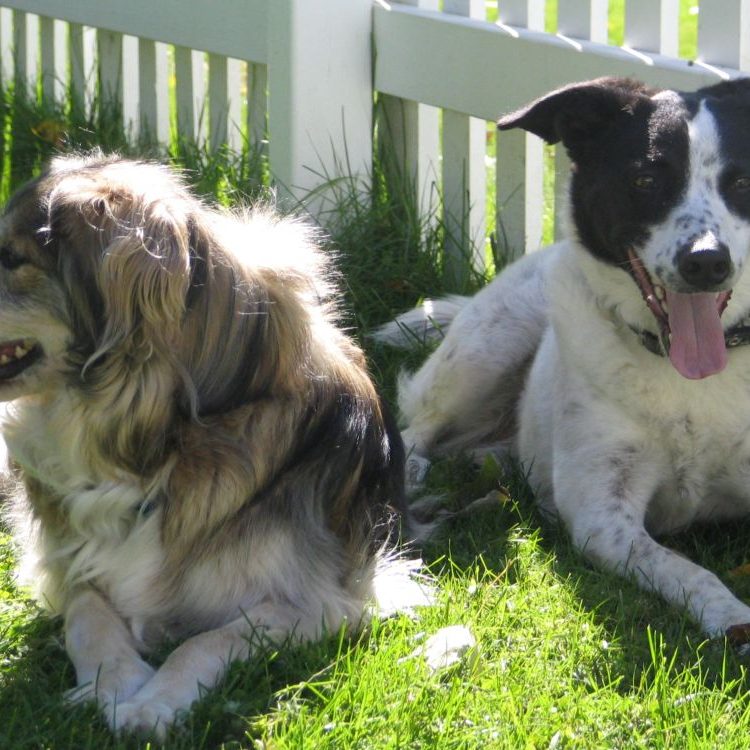Dog Fence